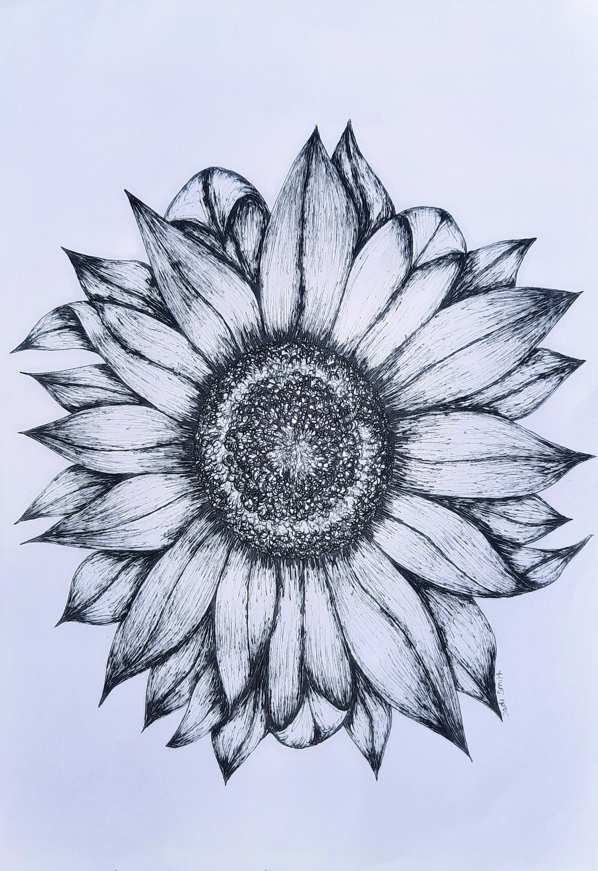 Vivid Color Line Drawing of a Sunflower · Creative Fabrica