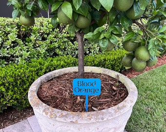 Pflanzenmarkierer | Zitrus Baum Marker |  Gartenschilder