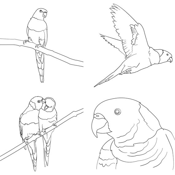 Download Bird Vector Rainbow Lorikeet Svg Australian Animal Svg Bird Etsy PSD Mockup Templates