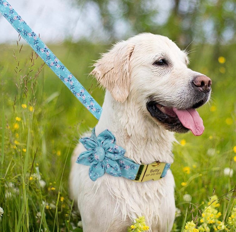 Personalized Dog Harness Leash Girl Dog Harness No Pull Etsy