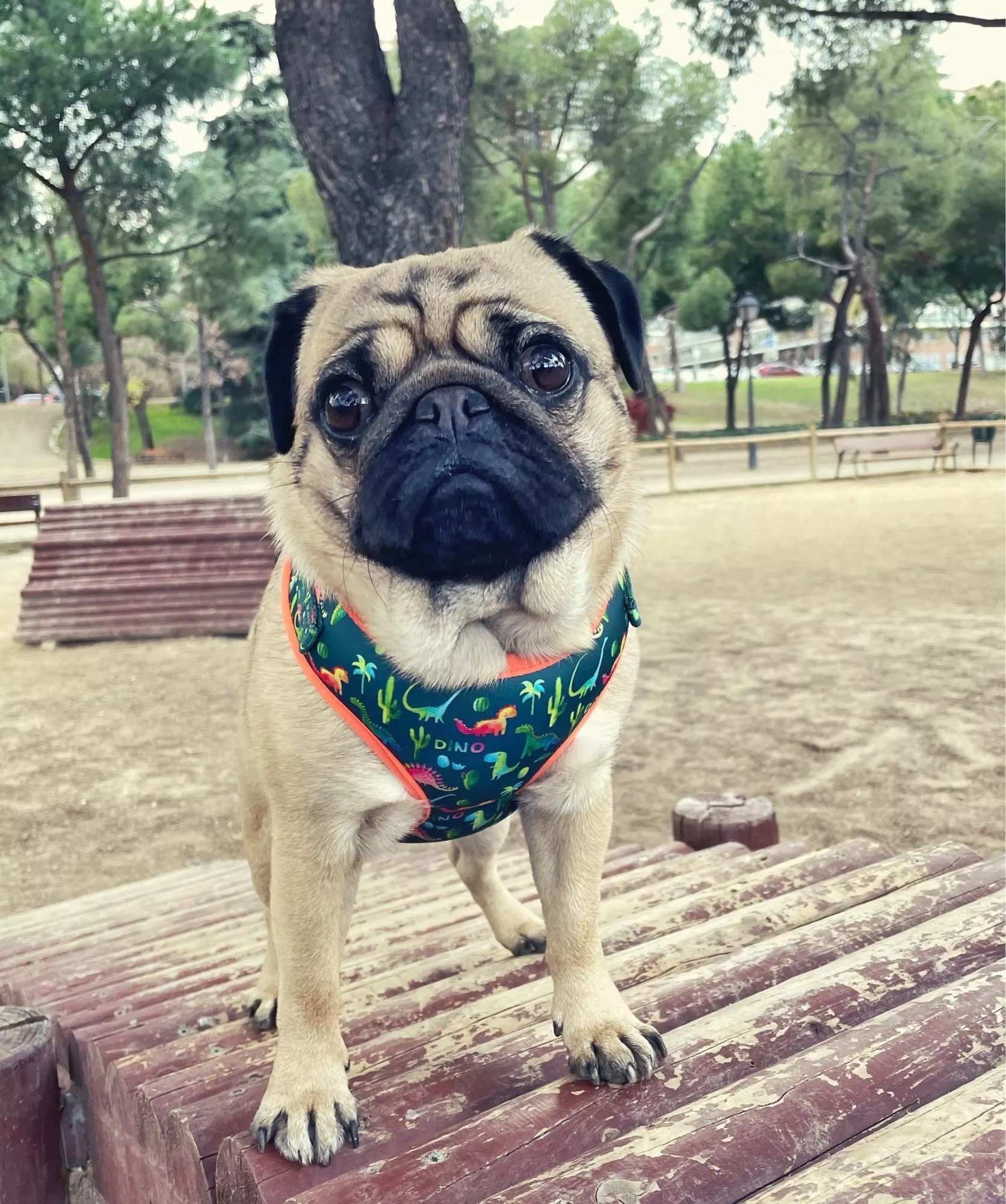 Dino dog Harness Fun dog Harness Set. No pull dog harness Etsy