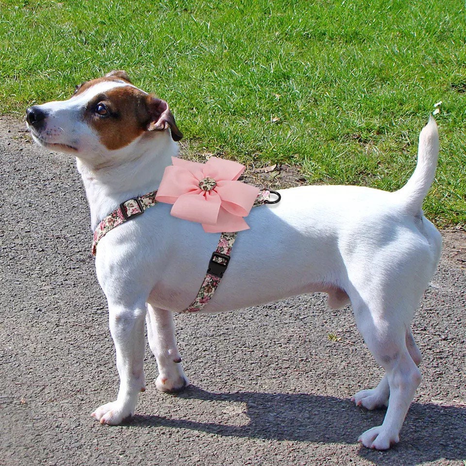 Dog/puppy Harness With Big Bow Harness. Harness With Flower Etsy