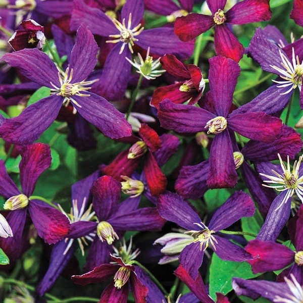 Sweet Summer Love Clematis - Cranberry/Violet Blooms - Long Blooming Cycle - Part/Full Sun Perennials