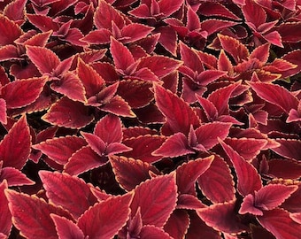 Oxblood Coleus (4) Live Starter Plants - fast growing - ready to transplant! Wonderful addition to any landscape! Beautiful red accents!