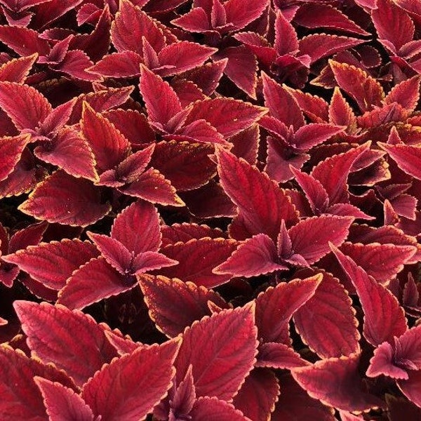 Oxblood Coleus (4) Live Starter Plants - fast growing - ready to transplant! Wonderful addition to any landscape! Beautiful red accents!