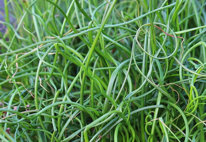 Big Twister Grass Live Potted Perennial Plants Corkscrew Etsy