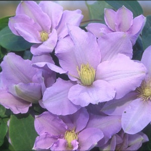 Silver Moon Clematis - Live Potted Perennial Plants - Silvery Mauve Flowers - Does well in Full/Partial Shade