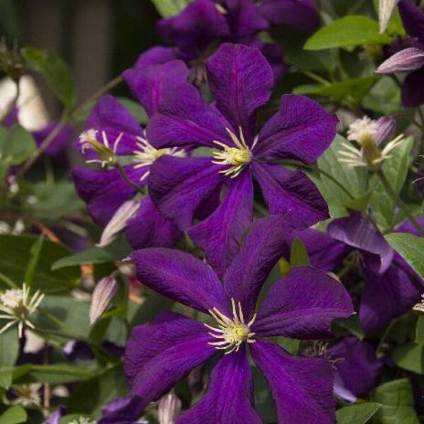 Clematis "Jackmanii" - One of the most popular and reliable - Deep Purple/Violet Blooms