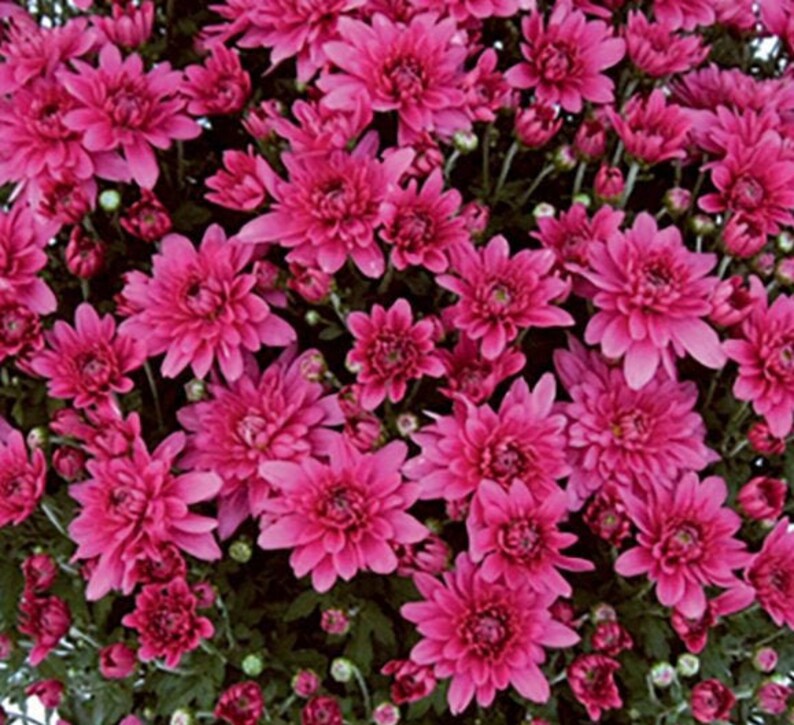Hardy Fall Mums Multiple Colors to choose from Live Potted Etsy