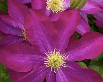 Pink Champagne - Clematis - Perennials - Vines - live potted plants