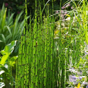 Horsetail Reed Grass 5 Live plants Ready to be Transplanted Perfect for any landscape image 5