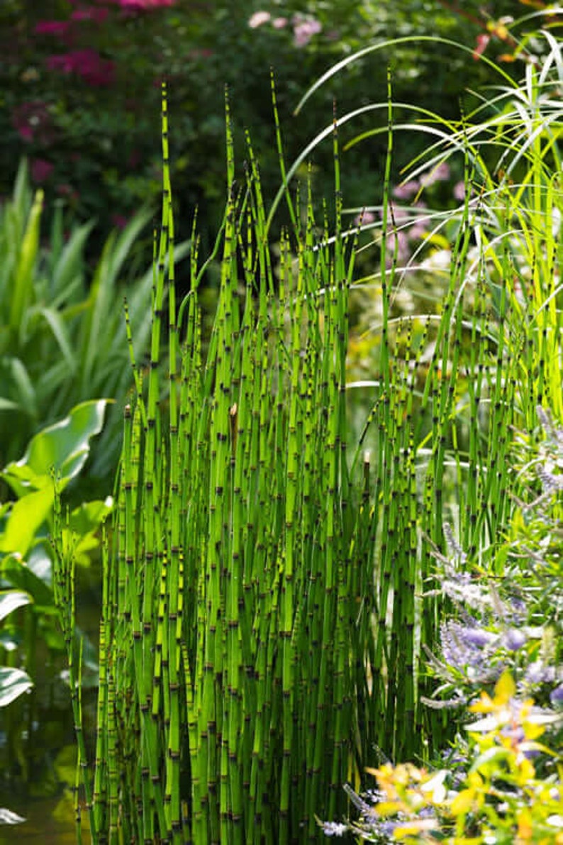 Horsetail Reed Grass 10 Live plants Ready to be Transplanted Perfect for any landscape image 5