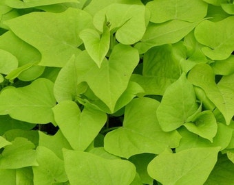 Lime Margarita Sweet Potato Vines - (2) Starter Plants - ipomoea - easy to maintain and fast growing!