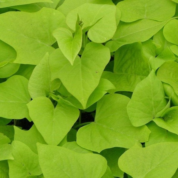 Lime Margarita Sweet Potato Vines - (2) Starter Plants - ipomoea - easy to maintain and fast growing!