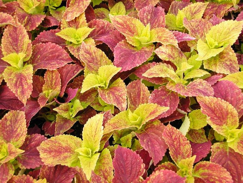 Alabama Coleus Live Potted Plants Great Accent Foliage Etsy