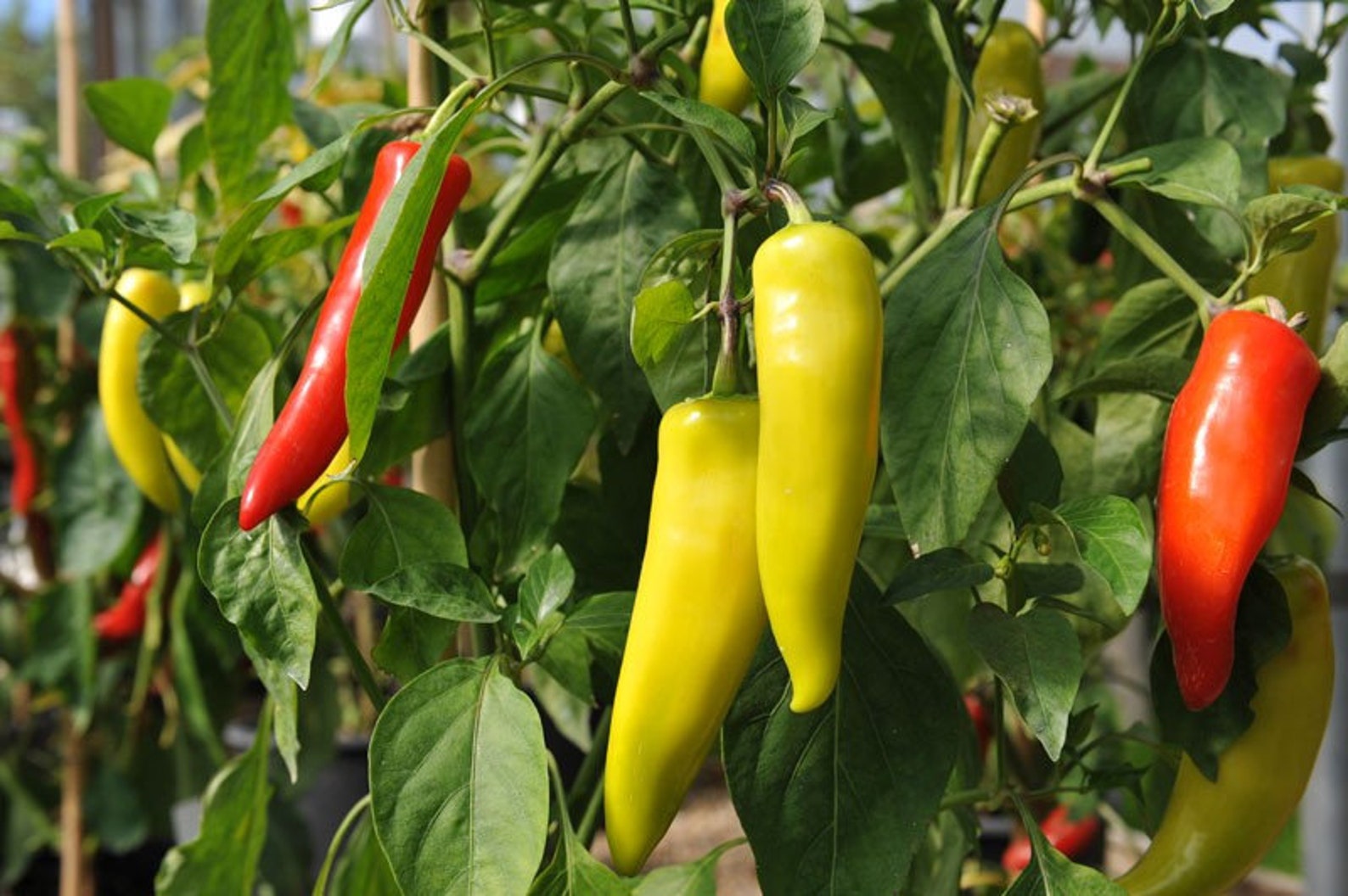 Hungarian Hot Wax Pepper Plants 2 Live Potted Plants Easy Etsy