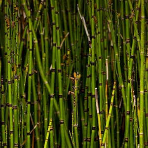Horsetail Reed Grass 10 Live plants Ready to be Transplanted Perfect for any landscape image 4