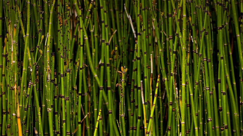 Horsetail Reed Grass 5 Live plants Ready to be Transplanted Perfect for any landscape image 4