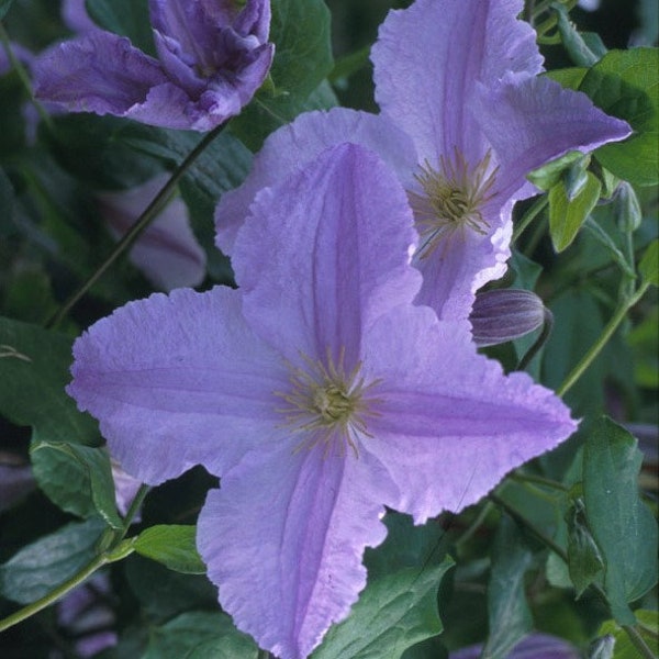 Clematis BLUE ANGEL - Live Potted Perennial Plant - Prolific free flowering Plant which produces HUNDREDS of blooms