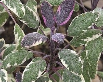 Tri-Color Sage - (3)  Herb Starter Plants  - easy to maintain and fast growing!