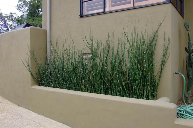 Horsetail Reed Grass 10 Live plants Ready to be Transplanted Perfect for any landscape image 2