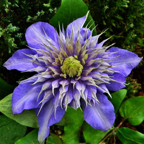 Multi-Blue Clematis - Live Well-rooted and healthy plants - Double-flowering! - Boasts clusters of Blue Petals!