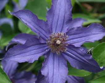 Sapphire Indigo Clematis - Live Potted Plants - Dark Purple Blooms From June through September - Perennial - Great for any landscape!