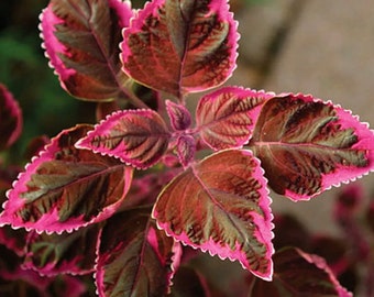 Meandering Linda Coleus (3) Live Starter Plants - fast growing - ready to transplant! Wonderful addition to any landscape!