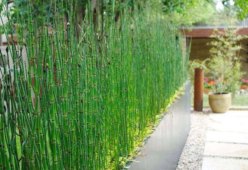 Horsetail Reed Grass 5 Live plants Ready to be Transplanted Perfect for any landscape image 1