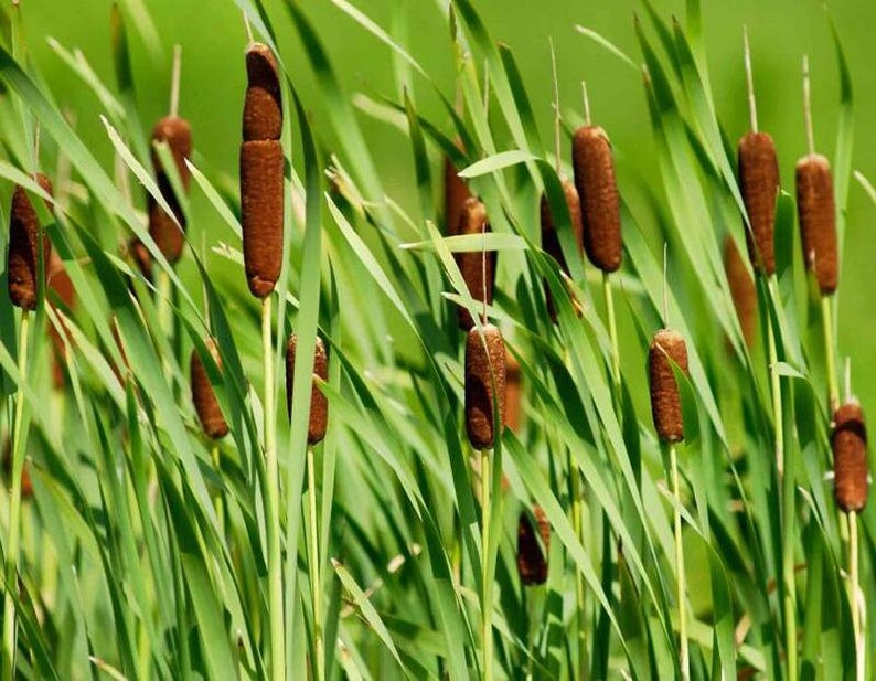 Cattail Plants Bare Root Rhizomes Fast Growing Etsy