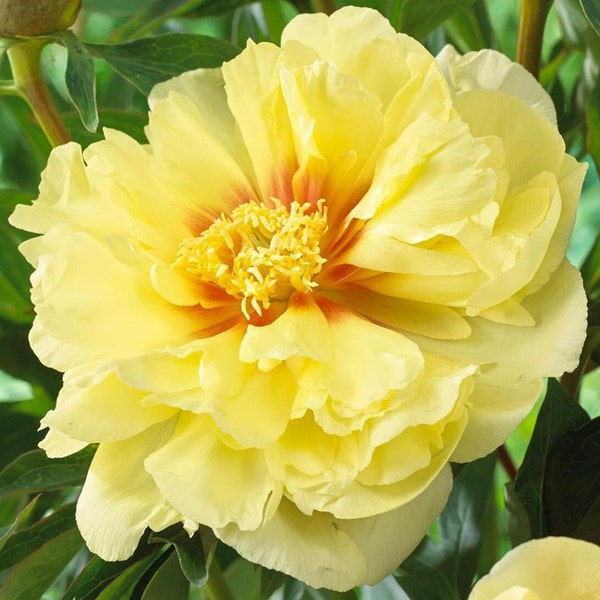 Peony Bartzella - Bare Rooted - Big Pale Yellow Blossoms - Ready to Be Transplanted  - Extended Bloom Time