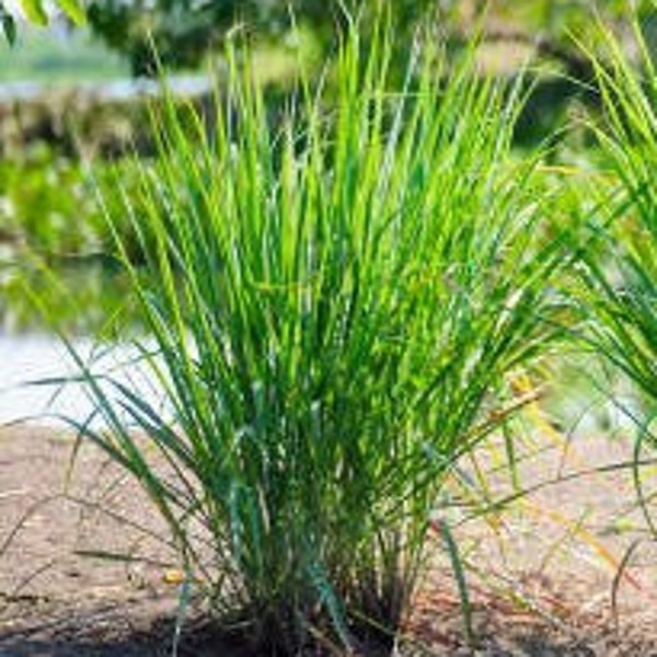 Lemongrass (2) Starter Plants - Fast growing // Citrus Scent // Ready to Transplant // Add some height to your herb garden or pool area!