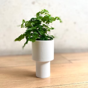 Könnte beinhalten: Ein weißer Keramiktopf mit geripptem Design, in dem eine grüne Farnpflanze wächst. Der Topf hat eine zylindrische Form mit einer breiten Basis und einem schmaleren oberen Teil.