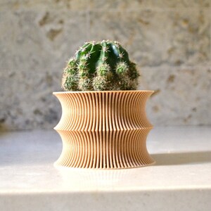 May include: A small cactus plant in a wooden planter with a unique, wavy design. The planter is light brown and has a smooth, polished finish.