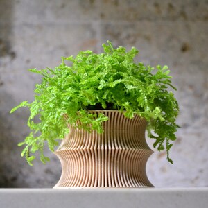 May include: A light brown, wooden planter with a unique, wavy design. The planter is filled with a green fern plant.