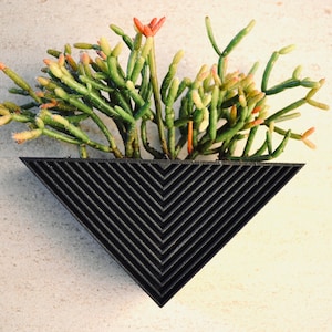Puede incluir: Un macetero triangular negro con un patrón geométrico que contiene una planta suculenta con tallos verdes y puntas rojas.