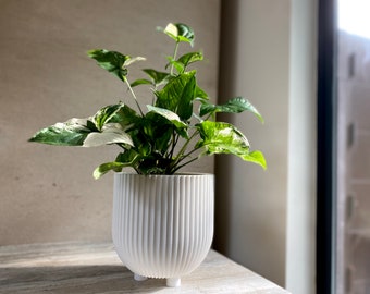 Indoor Planter "WHITE BOWL" White Sheen