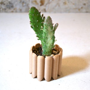 May include: A small cactus plant with green and white variegated leaves growing in a brown, corrugated cardboard planter.