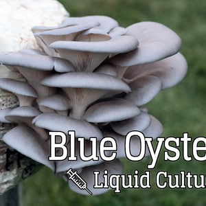 Blue Oyster (Pleurotus ostreatus) Mushroom Liquid Culture