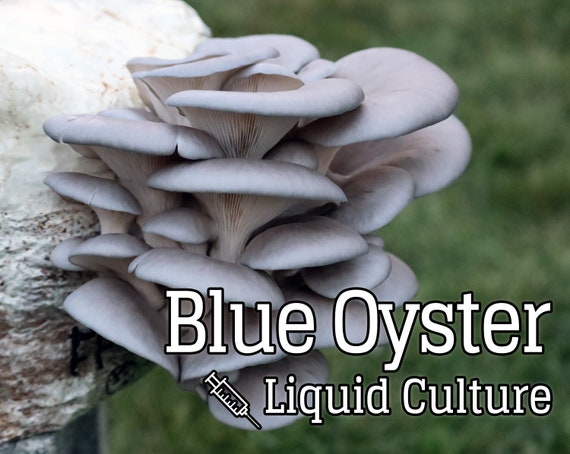 Blue Oyster Pleurotus Ostreatus Coltura Liquida Di Funghi Etsy