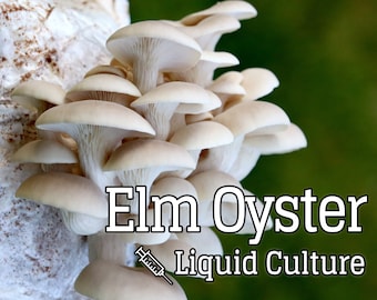 Elm Oyster (Pleurotus ulmarius) Mushroom Liquid Culture