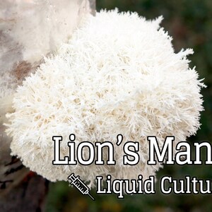 Lion's Mane (Hericium erinaceus) Mushroom Liquid Culture