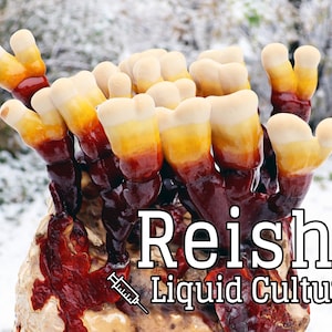 Reishi (Ganoderma Sessile) Mushroom Liquid Culture
