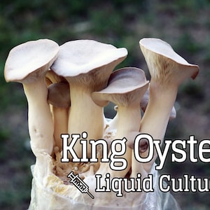 King Oyster (Pleurotus eryngii) Mushroom Liquid Culture