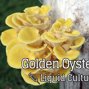 Golden Oyster (Pleurotus citrinopileatus) Mushroom Liquid Culture