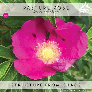 ORGANIZATION * Pasture Rose Flower Essence by manifest*essences