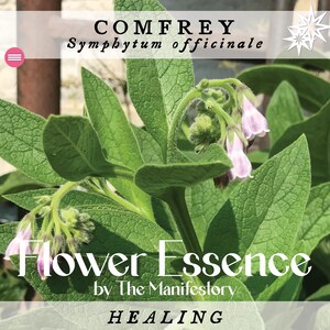 HEALING * Comfrey Flower Essence *  by The Manifestory