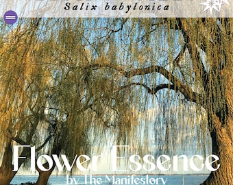 RELEASE * Weeping Willow Flower Essence *  by The Manifestory