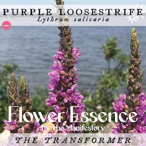 TRANSFORMER *Fliederweiderich Blütenessenz* von The Manifestory