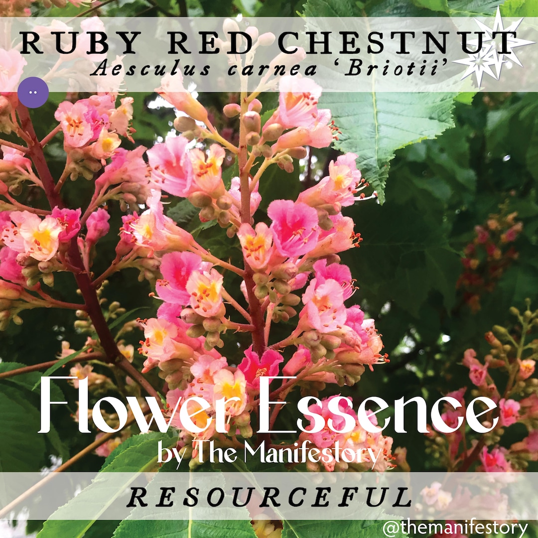 RESOURCEFUL * Ruby Red Horse Chestnut Flower Essence * by the ...